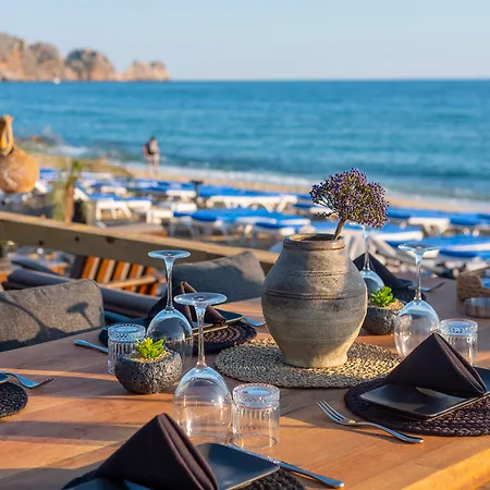 Palmiye Alanya